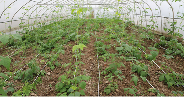 大田农业物联网监测系统.png 大田农业物联网监测系统.png